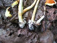 Amanita jacksonii image