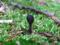 Elaphocordyceps ophioglossoides image