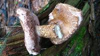 Tylopilus felleus image