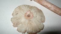 Amanita rubescens var. rubescens image