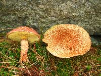 Suillus pictus image