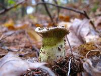 Hypomyces luteovirens image