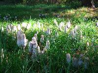 Coprinus comatus image