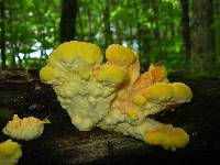 Laetiporus sulphureus image