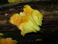 Laetiporus sulphureus image