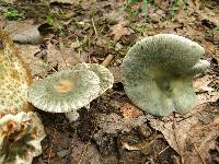 Russula parvovirescens image