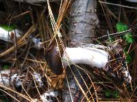 Hygrophorus fuligineus image