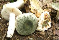 Russula parvovirescens image