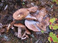 Armillaria solidipes image