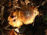 Cortinarius caperatus image