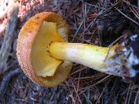 Amanita flavoconia image