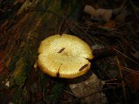 Tricholomopsis sulphureoides image