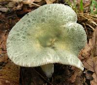 Russula parvovirescens image