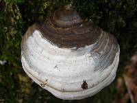 Ganoderma applanatum image