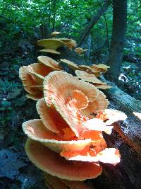 Laetiporus sulphureus image