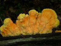 Laetiporus sulphureus image