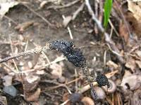 Apiosporina morbosa image