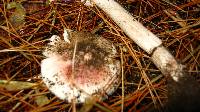 Amanita rubescens var. rubescens image