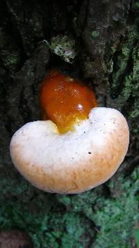 Ganoderma tsugae image