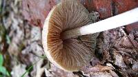 Entoloma vernum image