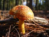 Amanita flavoconia image