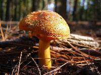 Amanita flavoconia image