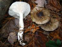 Hygrophorus fuligineus image