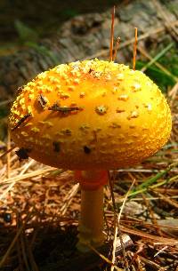 Amanita flavoconia image