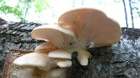 Pleurotus populinus image