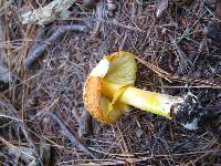 Amanita flavoconia image