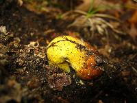 Elaphocordyceps capitata image