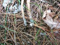 Inocybe calamistrata image