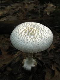 Amanita abrupta image