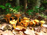 Cantharellus ignicolor image