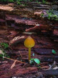 Entoloma luteum image