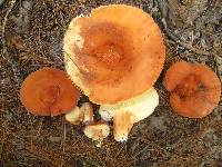 Lactifluus hygrophoroides image