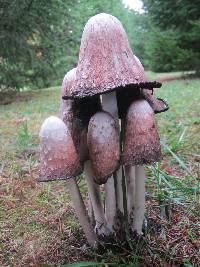 Coprinus comatus image