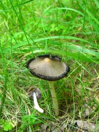 Coprinopsis atramentaria image