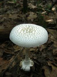 Amanita abrupta image