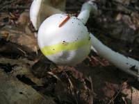 Amanita bisporigera image