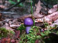 Cortinarius iodes image