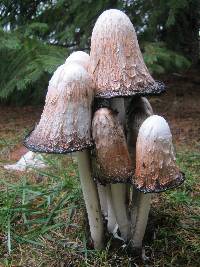 Coprinus comatus image