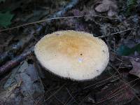 Stropharia hardii image