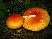 Amanita jacksonii image