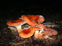 Lactifluus hygrophoroides image