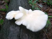 Pleurotus populinus image