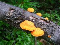 Pycnoporus cinnabarinus image