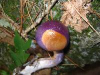 Cortinarius iodes image