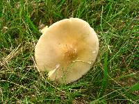 Amanita flavoconia image