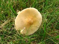 Amanita flavoconia image